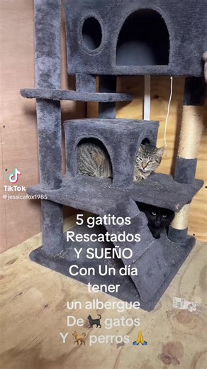 #foryoupage #gatos #perros #mascotas #fyp