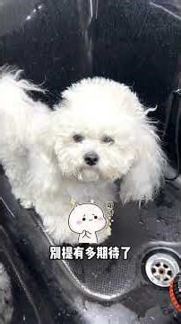 Bichon Frise Cutie: Ultimate Grooming Guide for New Pet Owners