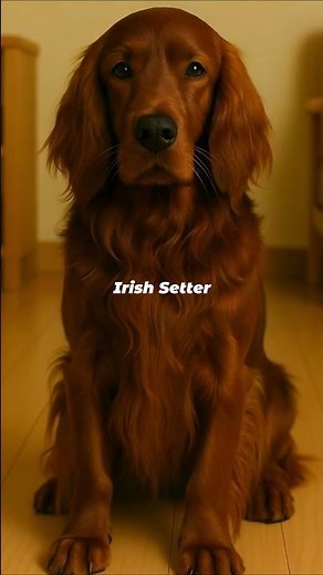 Irish Setter Glow Up: From Playful Pup to Regal Red Beauty 🐾❤️