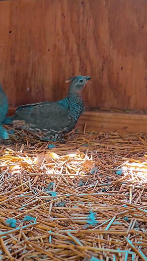 Learning How to Train Blue Scale Quails with Rancho Del Judas