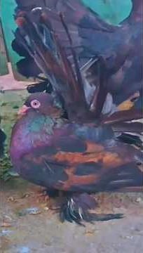 Rare Black American Lucky Pigeons 🕊️ | Most Beautiful Fancy Pigeon Breed in the World 2025