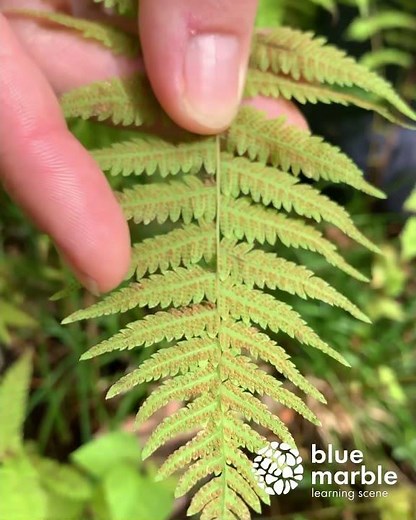 Ever wonder about ferns?