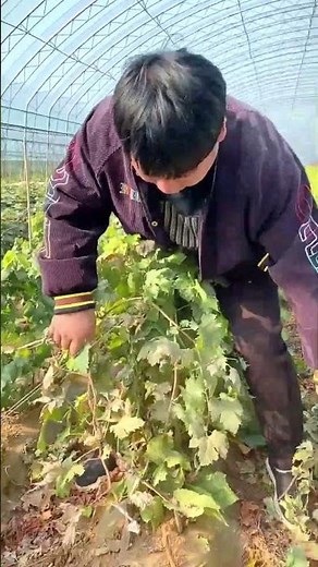 Expert Grapevine Pruning for Maximum Yield (Greenhouse Farming) #grapepruning