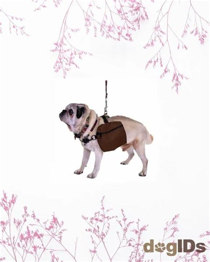 Personalized Dog Backpack