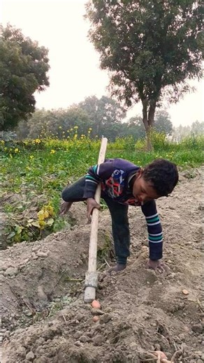 A small child is working in the fields.