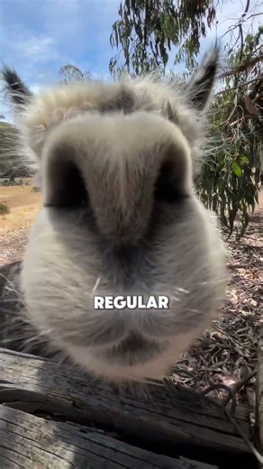 Dear problem’s regular customer is here