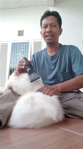 grooming kucing bulu putih baca deskripsi