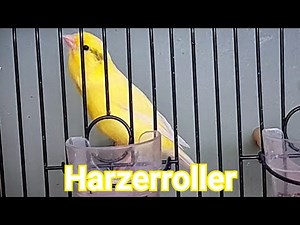 German Roller Canary/ Edelroller Canary Singing