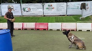 181K views · 9.6K reactions | Mikey Mac & Ragnor his male Belgian Malinois working on a few exercises such as the Back Transport & Side Transport in IGP at K9 Training Services. ❤️ | K9 Training Services: Dog Training Centre of Excellence | Facebook