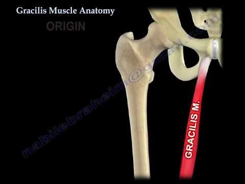 Gracilis Muscle Anatomy - Everything You Need To Know - Dr. Nabil Ebraheim