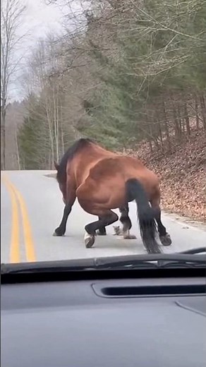 female horse giving birth #horse #wildlife