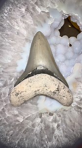 Finding shark teeth with Bone Valley Experience by Thomas Hodge #shark #sharks #SharkTeeth #fossils | CoralGeodes