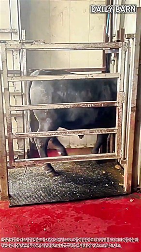 한 치의 오차도 없는 철저한 육가공 공장 내부 가축 통제 현장 #worker #process #farming #cow #technology