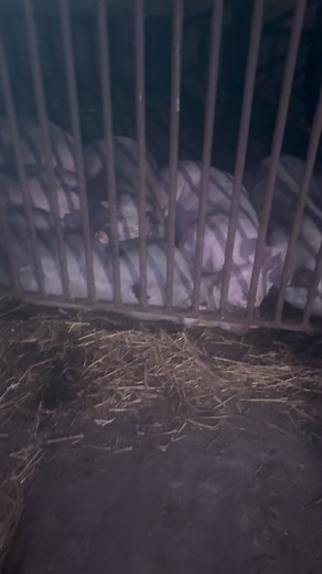 Sssshhh stop letting fireworks off the pigs are getting ready for there big day tomorrow…. #pigs #pork #british #followers #everyone #bacon | E V Slack & Sons - Master Butchers