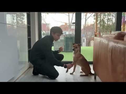 Teach your dog how to ¡Paw!