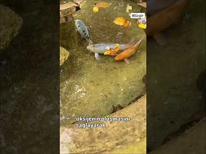 Koi balığı yetiştiriciliği ilk başlayanlar için