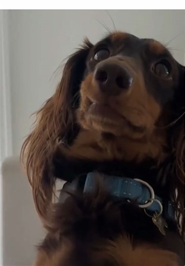Effective Dachshund Training Techniques for Success