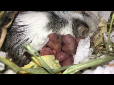 Baby mice squeaking loudly while feeding!