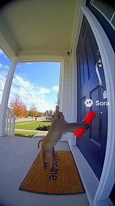 Monkey Delivers Dynamite Caught on Ring Camera