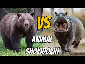 Grizzly Bear vs. Hippo Ultimate Animal Showdown