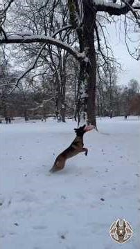 Let It Go 💨🐾 #malinois #belgianmalinois #funnydogs #śmieszne #zwierzaki #shorts #funnyshorts #pets