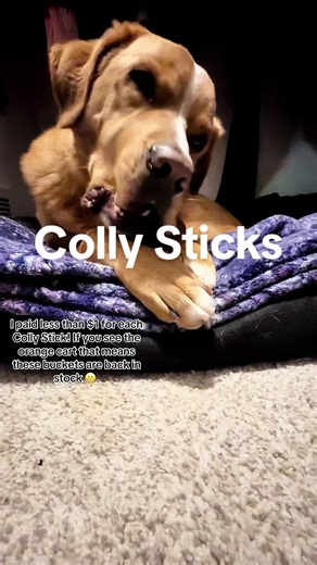 I stock up when they’re on sale! Make sure to check the link and your coupons! The @Wild Wolf Bully Sticks Colly Sticks are now a staple in our nightly routine to wind down. #wildwolf #naturalchews #naturalchewsfordogs #dogchew #pettok