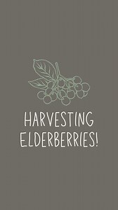 52K views · 1.8K reactions | It’s elderberry season here in...