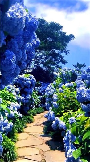 💙🌸 Hydrangea Flowers in Full Bloom | Beautiful Hydrangea Garden Tour 4K"