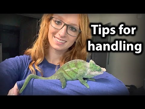 How to handle and tame a chameleon