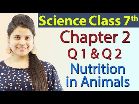 Q 1 & Q 2 :- Chapter 2 - Nutrition in Animals - Science Class 7th NCERT