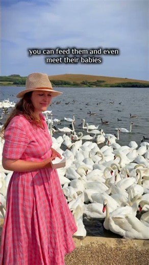 Have you ever seen so many swans? 😍😍🦢🦢