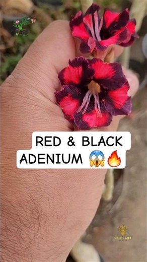Black & Dark Red Adenium Bloom ❤️‍🔥 Shocked 😱 || #greengiftgarden #flowers #adenium