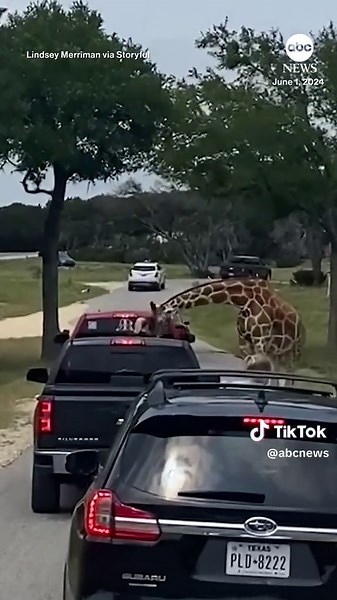 Dramatic footage captured the moment a giraffe grabbed a young girl from her family's vehicle at a Texas safari park. The video then shows the child being dropped back into an adult’s arms. No one was injured. #giraffe #texas #abcnews #news