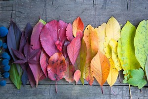Seasonal Color Analysis: What Is Your Season and Why Does It Matter?