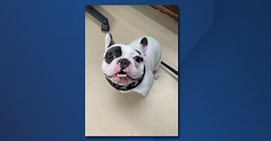 Niagara County SPCA advertises dog Ralphie as "terror," warns potential adopters