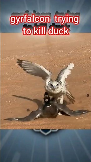 (the best) gyrfalcon vs duck