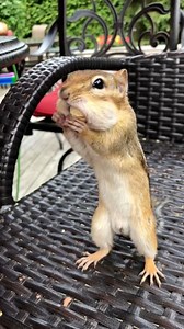Grab n go with Remy 🐿️ Remy / 🧑‍🎨 Rembrandt #throwback #chipmunk #animallover | Van Gogh the Chippy