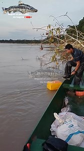 66K views · 1K reactions | Cómo sacar un ejemplar de valenton #pesca #fishing  | Miguel el pescador de bagres | Facebook