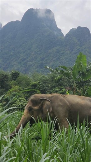 28K views · 4.6K reactions | Elephant Hills is a leading all inclusive adventure tour operator in Southern Thailand, committed to responsibility and sustainability. With no elephant riding, we ensure the well-being of our elephants while also protecting the beautiful environment of Khao Sok National Park.  #SustainableTravel #ElephantCare #SoftAdventure #KhaoSok #EcoTourism #WildlifeConservation | Elephant Hills | Facebook