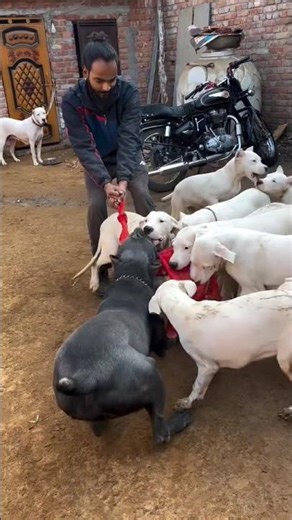 kon sa dog 🐕⚠️ he #rottweiler #shorts #trending #shortsfeed #viral #shorts #viralshorts #dog