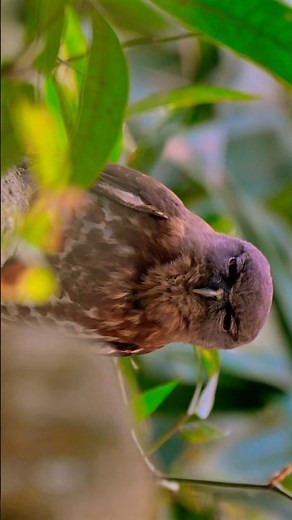 Brown Boobook Call | Brown Hawk Owl Call | 4K Shorts
