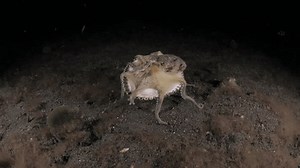 Coconut Octopus Using Seashells Shelter Night Stock Footage Video (100% Royalty-free) 3917138613 | Shutterstock