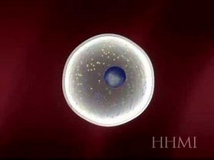 SOMATIC CELL TRANSFER