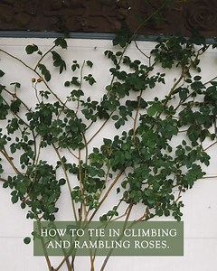 How to tie-in your climbing rose. As our climbing roses start to lose their blooms for the winter, it is important to remember to tie in any new growth to their structure. By doing so, you will help to protect your climbing rose from any weather damage. Here is Steve to show you how to do so. | David Austin Roses