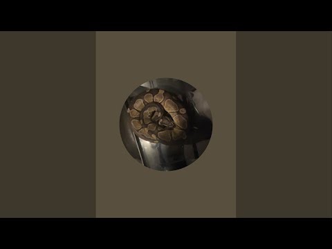 The Snake Den is live!