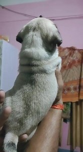 Male pug available 17000/- | The PET Shoppe Siliguri