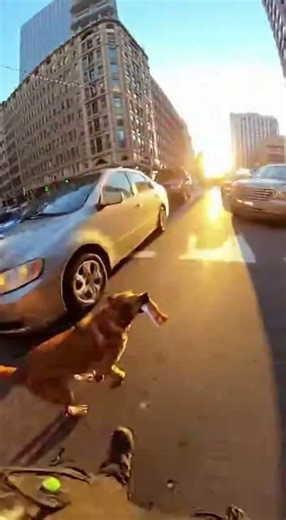 Hotdog Heist in Rush Hour