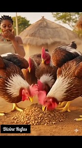 Feeding time is the best time! 🐓😊 What's your favorite part of raising chickens?" Poultry party at my place! 🐓🎉 Who's a fellow chicken lover? #fbreelsfypシ゚viralシ #fblifestyle #goviral - | Divine Rufus