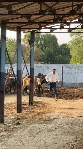 Hail cow ❤️🥰 #cow #shravanseva #gaumata #youtubeshorts #indiancow #trending