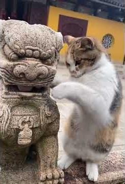 Funny cat video #dailyshorts #funny #reaction #memes